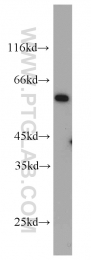 10266-1-AP - IFNGR2 / IFNGT1