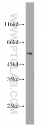 10266-1-AP - IFNGR2 / IFNGT1