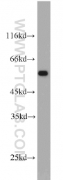 10266-1-AP - IFNGR2 / IFNGT1