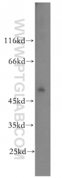 12939-1-AP - IFRD1