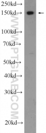 17460-1-AP - IFT140