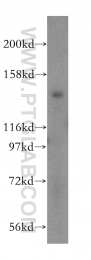 17460-1-AP - IFT140