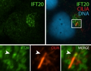 13615-1-AP - IFT20