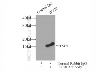 13615-1-AP - IFT20