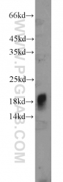 13615-1-AP - IFT20