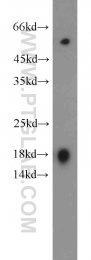 13615-1-AP - IFT20
