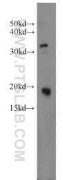 13615-1-AP - IFT20