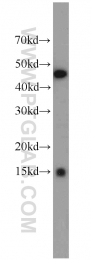 13615-1-AP - IFT20
