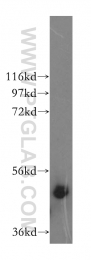 17534-1-AP - IFT52
