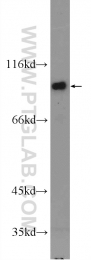 25230-1-AP - IFT80