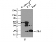 20214-1-AP - Insulin-like growth factor I / IGF1