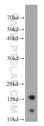 20214-1-AP - Insulin-like growth factor I / IGF1