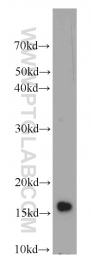 20214-1-AP - Insulin-like growth factor I / IGF1