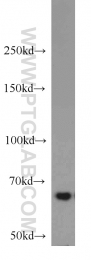 14642-1-AP - IGF2BP3 / IMP3