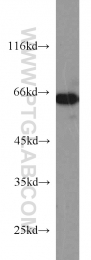 14642-1-AP - IGF2BP3 / IMP3