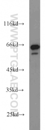 14642-1-AP - IGF2BP3 / IMP3