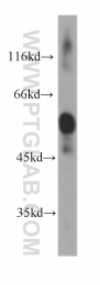 60099-1-Ig - IGHA1