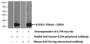 24173-1-AP - IL1F6 / IL1E