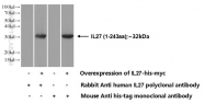 24165-1-AP - Interleukin-27 / IL27A