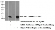 24723-1-AP - IL1F9 / IL1H1