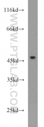 15648-1-AP - IL17RC