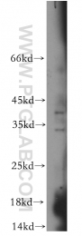 16765-1-AP - Interleukin-1 alpha / IL-1A