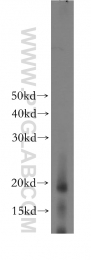 16765-1-AP - Interleukin-1 alpha / IL-1A