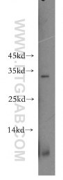 16765-1-AP - Interleukin-1 alpha / IL-1A