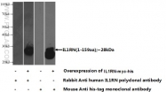 10844-1-AP - IL1RN / IL1RA