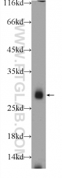 22861-1-AP - IL22RA2