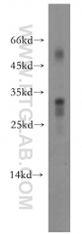 18694-1-AP - Interleukin-24 / IL24