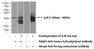 17995-1-AP - Interleukin-29 / IL29