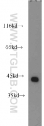 16017-1-AP - ILKAP