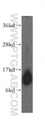 15970-1-AP - IMMP2L