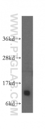 15970-1-AP - IMMP2L