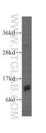 15970-1-AP - IMMP2L