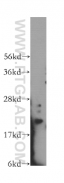 12750-1-AP - IMP3