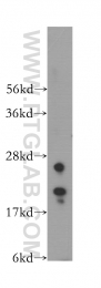 12750-1-AP - IMP3