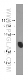 13155-1-AP - InsP6 kinase 2 / IP6K2
