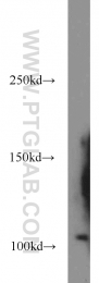 14403-1-AP - RanBP11 / Importin-11