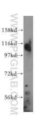 14403-1-AP - RanBP11 / Importin-11