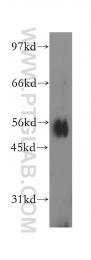 12603-1-AP - IPPK