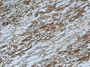 22167-1-AP - IQGAP1