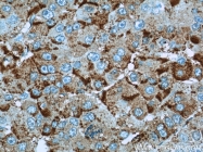 22167-1-AP - IQGAP1