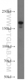 22167-1-AP - IQGAP1