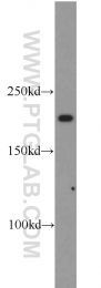 22167-1-AP - IQGAP1