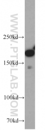 22167-1-AP - IQGAP1