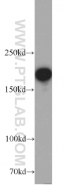 22167-1-AP - IQGAP1