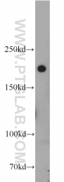 22167-1-AP - IQGAP1