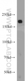 22167-1-AP - IQGAP1